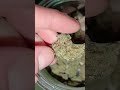 Black Mountain Side by Headstone MC #topshelf #medical