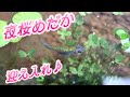 可愛い夜桜メダカを迎え入れました！