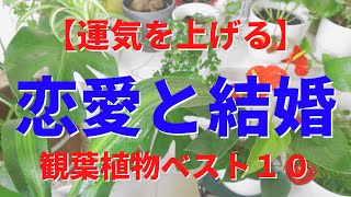 運気を上げる 観葉植物で恋愛運 結婚運アップ 風水効果の高いお洒落な観葉植物13選 良縁 出会い おすすめ厳選インテリア風水 Youtube 運気を上げる 観葉植物で恋愛運 結婚運アップ 風水効果の高いお洒落な観葉植物13選 良縁 出会い おすすめ厳選インテリア風水 Youtube