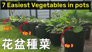 7 Easiest Vegetables to grow in Pots7種最簡單的用花盆就可以種的菜, 陽台種菜