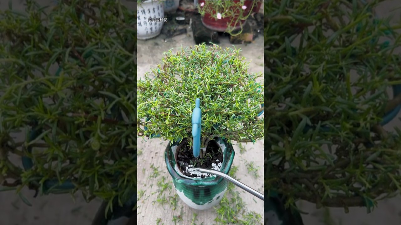 Portulaca flower pruning apply fertilizer double grow fast #shorts #viralvideo #plants #gardening