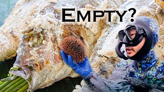 What Happened to the KINA(sea urchin) | Fishing and Diving NZ