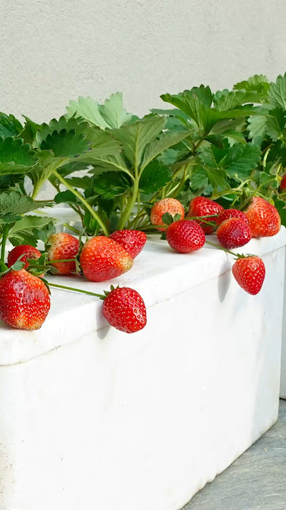 Tips for growing strawberries at home
