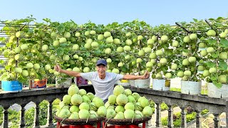 How Grow Melons Without A Garden, Super Many Fruits, Secrets Never Revealed