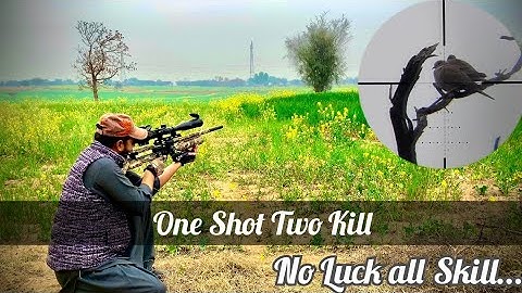 Hunting with Air Rifle | Dove Hunting with PCP Air Gun | Reximex Thorne Gen 2