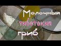 ✔Молочный тибетский гриб