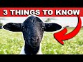 (QUICK) BEGINNER GUIDE TO RAISING SHEEP | Farming Small Scale Homestead Meat Sheep On Pasture Dorper