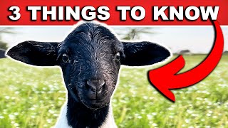 (QUICK) BEGINNER GUIDE TO RAISING SHEEP | Farming Small Scale Homestead Meat Sheep On Pasture Dorper