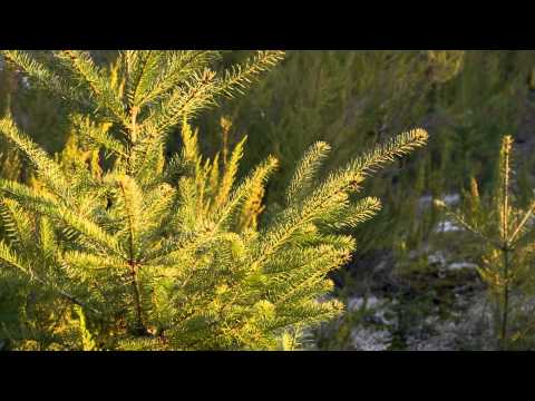 Sourcing doTERRA Douglas Fir Essential Oil