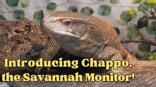 Introducing Chappo, the Savannah Monitor!