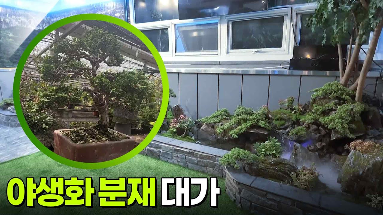 대가의 일급정보: 34년 외길 인생, 야생화 분재 대가 [2TV 생생정보] | KBS 250905 방송