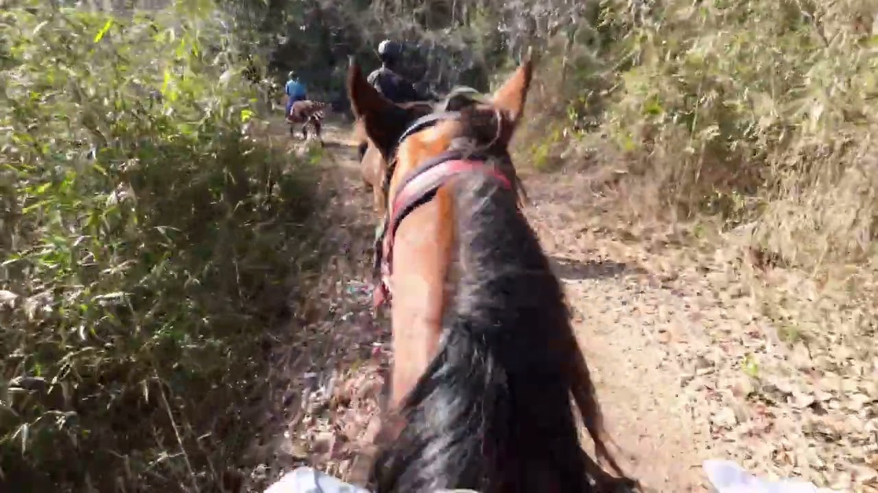 2026/02『ひき』と初駈歩〈武蔵逍遥乗馬会〉