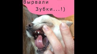 У чихуахуа вырвали зубки!((( У чихуахуа вырвали зубки!(((