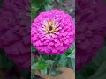 #розоваяциния #циния #сад #огород #дача #клумба #shortsvideo #shorts #дом #семья #trendingshorts