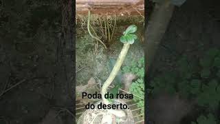 Poda rosa do deserto deu certinho novos galhos.