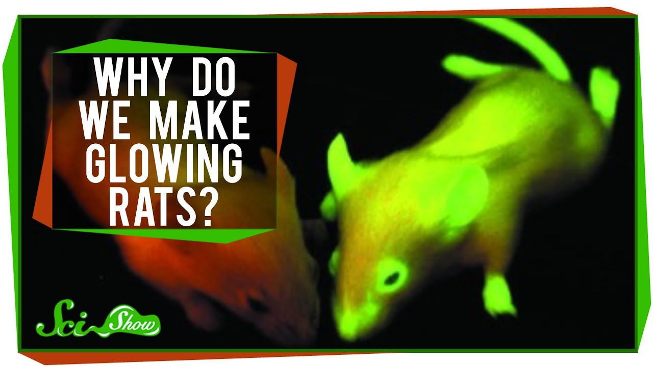 Why Do  We Make Glowing Rats  YouTube