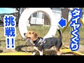 Dogs Agility Challenge to Tire/HappyChan The Beagle