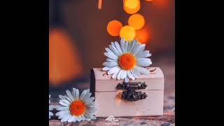 Whatsapp Ucun Maraqli, Mənali Statuslar, Status Ucun Videolar, Qemli̇ Whatsapp Statuslari 2021