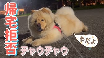 チャウチャウ Youtube チャウチャウ Youtube