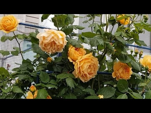 Шикарный Розарий и