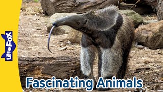 Giant Anteater, RedEyed Frog, Eastern Box Turtle, Black Widow Spider, Octopus, Pelican | Little Fox