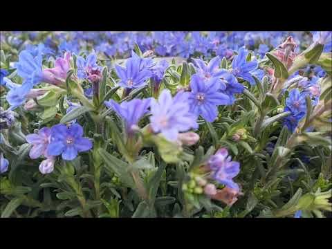 Wideo: Przycinanie roślin litodory – wskazówki dotyczące przycinania litodory w ogrodzie