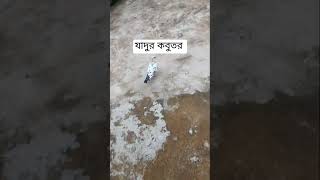 যাদুর কবুতর shorts shortvideo রোহাসী এগ্রো