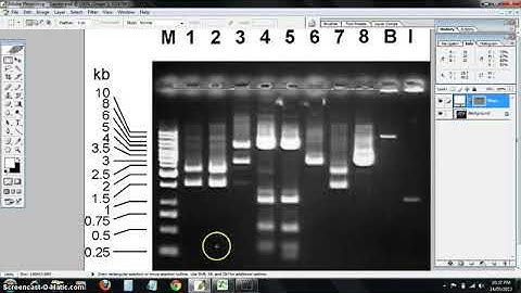 dna ladder standard curve