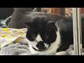 Cat videos JTB The Cat Lounge: Relax & Watch