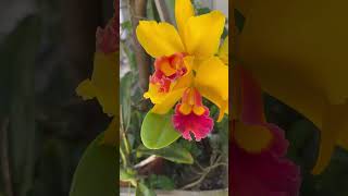 Orquídea maravilha da Criação Deus, veja só que lindo galera, #orquideas #orquídeaslindas #flores