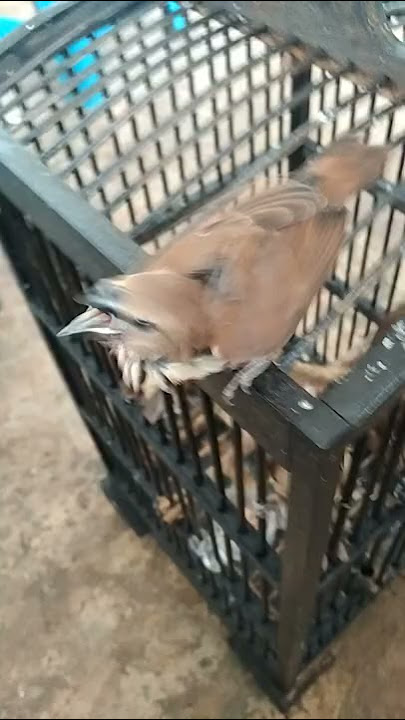 Burung Emprit KAJI/HAJI Gacor KONSLET Suara Asli, Di Tawar 1000 Rupiah