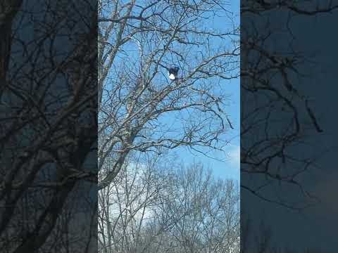 Bald eagle