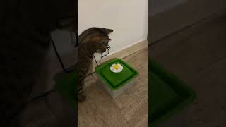 Cat Engages in Playful Behavior With Cat’s Fountain
