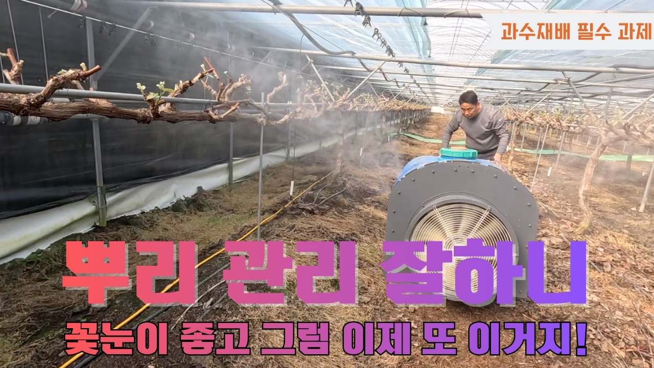 과수 재배 포도 샤인머스켓! 뿌리 관리로 꽃눈형성 완벽합니다!