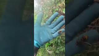 Part 2 Frelons Asiatiques Dans Une Haie