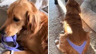 Golden Retriever hilariously has to wear the underwear he stole #shorts by Rumble Viral 776 views 2 days ago 26 seconds