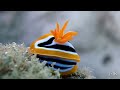 RED SEA - EGYPT 24 : FOUR COLOUR CHROMODORIS + CHRISTMAS TREE WORM + KLUNZINGER´S FEATHER STAR