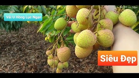 Lạc Vào Vườn Vải U Hồng Quả To Mã Đẹp Nhất Vùng Lục Ngạn l Núi Đồi Lục Ngạn