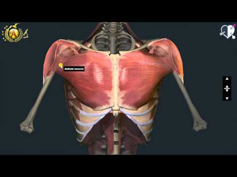 Video: Anatomia, Diagramma E Funzione Dei Muscoli Toracici - Body Maps