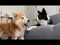 犬同士の遊びが楽しい事に気づいた福丸。はーちゃん登園日の出来事