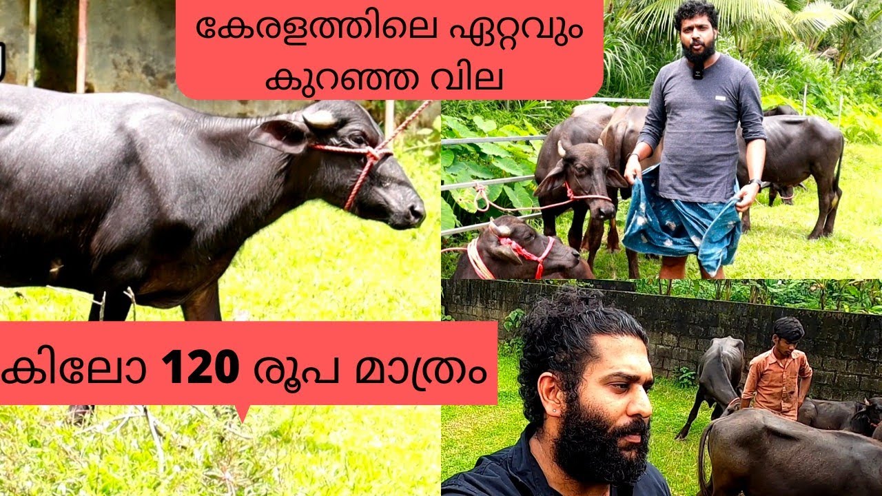 ARJ ഫാമിൽ മുറാ പോത്തുകൾ ഇനി കിലോ 120 രൂപ മാത്രം |ARJ Murrah Farm|Buffalo farming