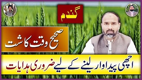 Best Time For Sowing of Wheat Crop | Agricultural Practices For Wheat Sowing | Sowing Time of Wheat