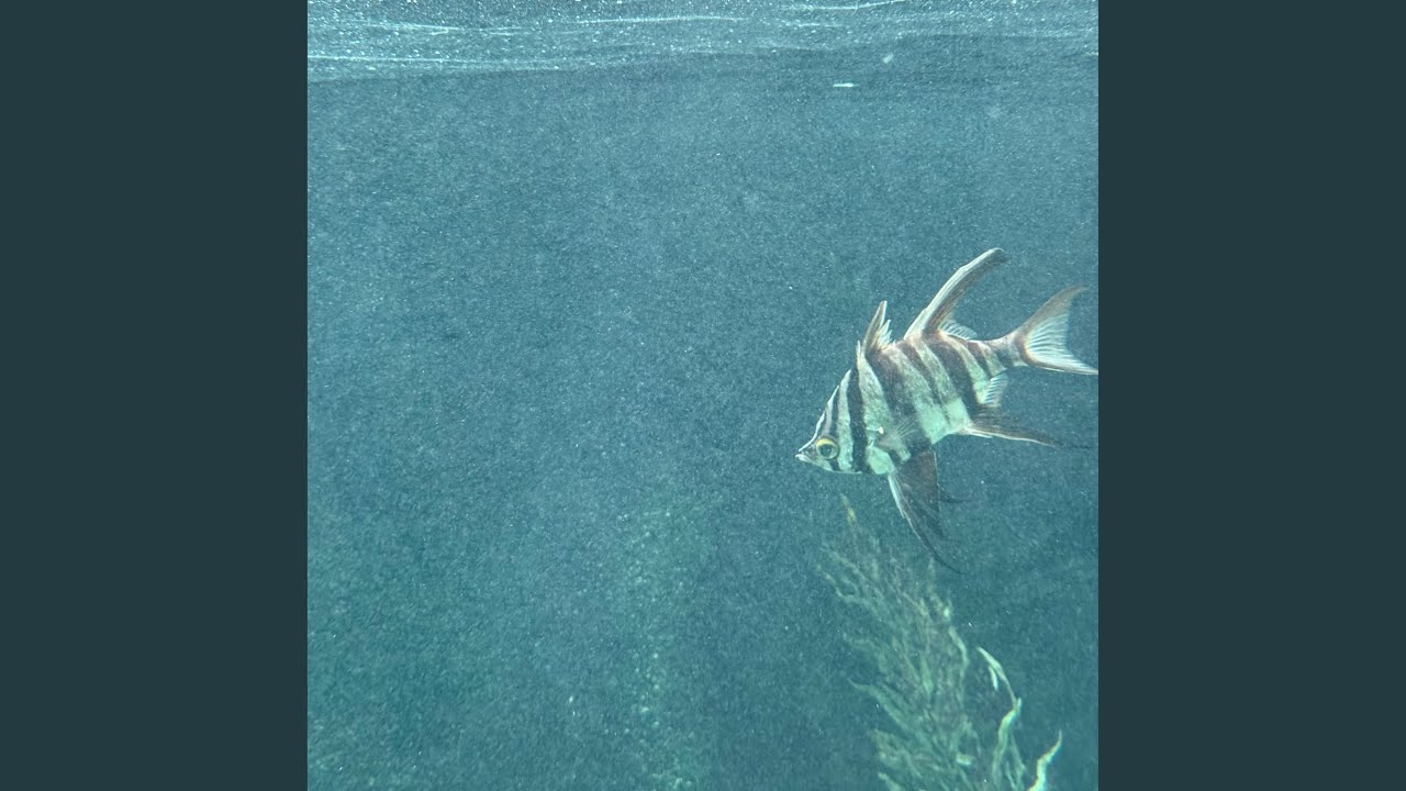 dead fish