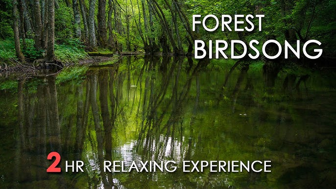 🌅 Serene Birdsong Sleep, Relax, Meditate, Yoga - Pure Nature