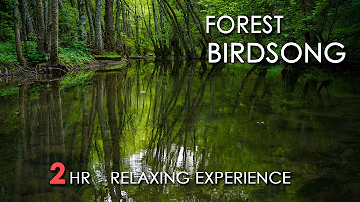 Forest Birdsong - Relaxing Nature Sounds - Birds Chirping - REALTIME - NO LOOP - 2 Hours - HD 1080p