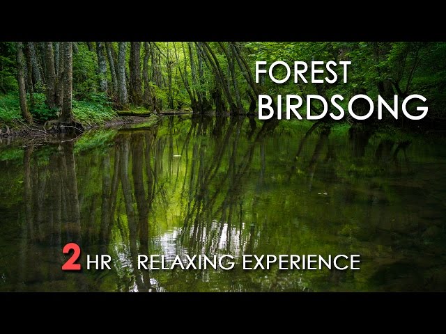 Forest Birdsong - Relaxing Nature Sounds - Birds Chirping - REALTIME - NO LOOP - 2 Hours - HD 1080p class=