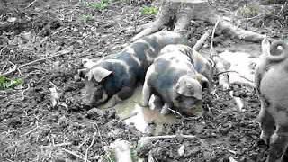 1107 Pigs taking a mud bath II.AVI