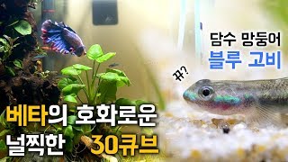 베타의 호텔급 어항 입수기 / 매력 터지는 '담수 망둥어' 투입!