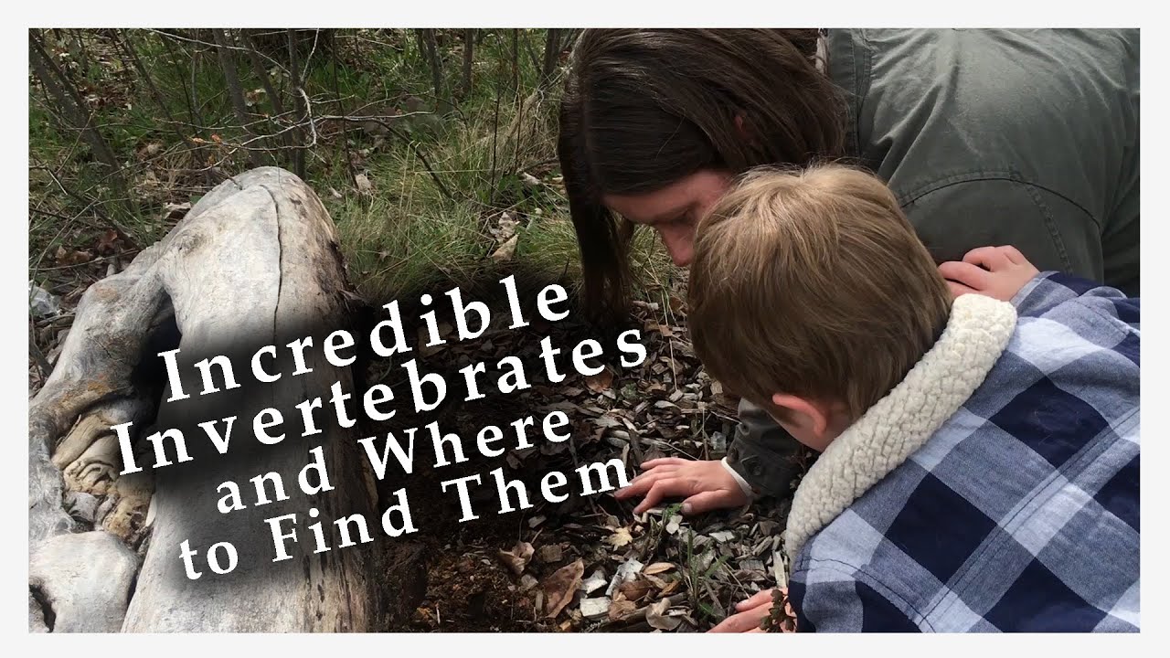 Incredible Invertebrates and Where to Find Them