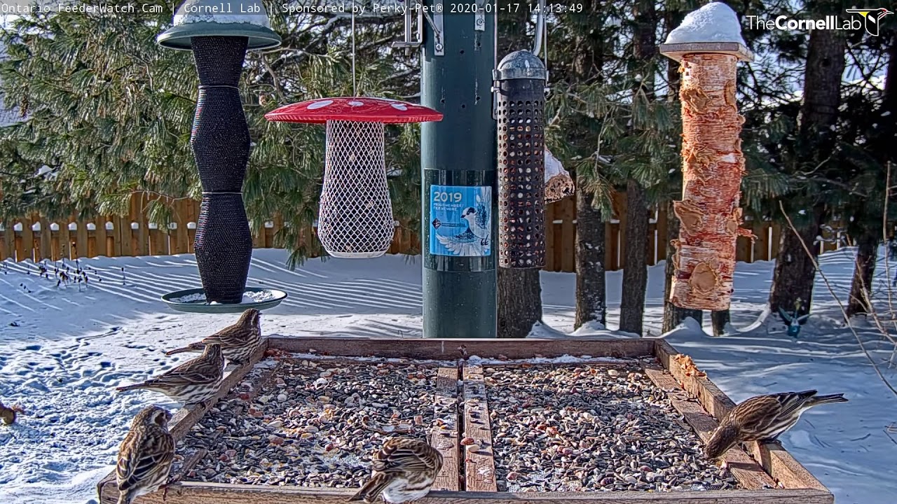 Purple Finches Interrupted By Blue Jay In Ontario Jan 17 2020